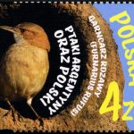Ptaki Argentyny oraz Polski