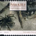 Pająki chronione w Polsce