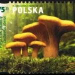 Grzyby w polskich lasach