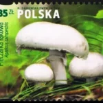Grzyby w polskich lasach