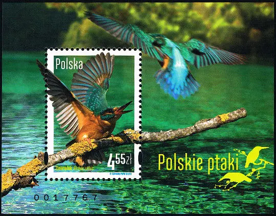 Polskie ptaki