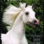 Polskie konie arabskie