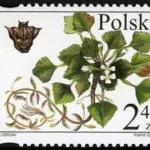 Chronione i zagrożone gatunki flory polskiej
